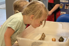 kid-interested-in-hermit-crab
