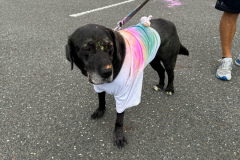 annual-Color-Run-3